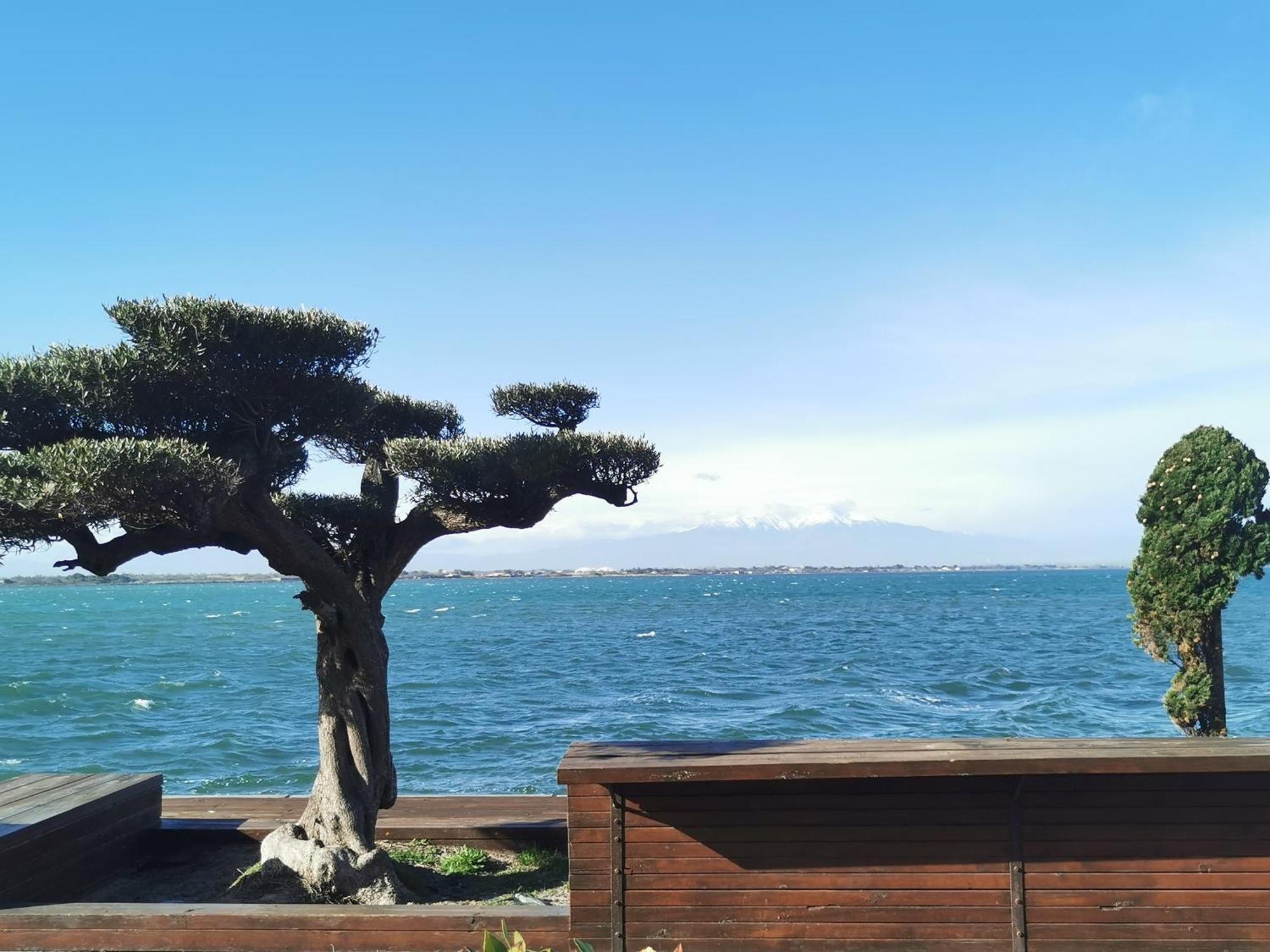Appartement Cosy Sur La Presqu'Ile De Cap Coudalere Avec Piscine Ouverte Et Chauffee Le Barcarès Eksteriør billede